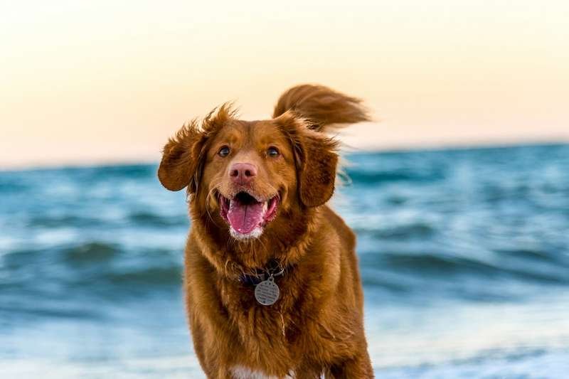 Happy dog running on the beach in golden sunlight